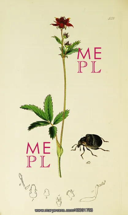 : Curtis British Entomology Plate 558 : Curtis British Entomology Plate 558