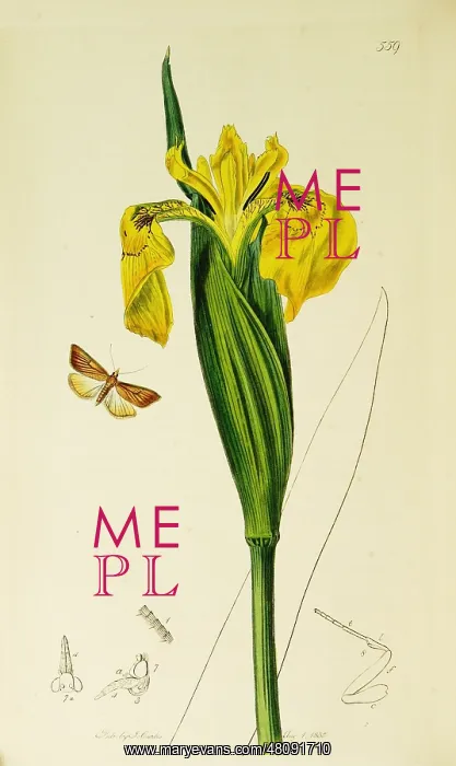: Curtis British Entomology Plate 559 : Curtis British Entomology Plate 559