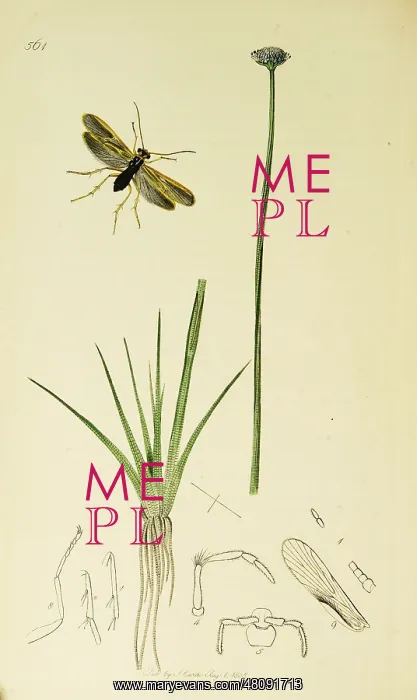 : Curtis British Entomology Plate 561 : Curtis British Entomology Plate 561