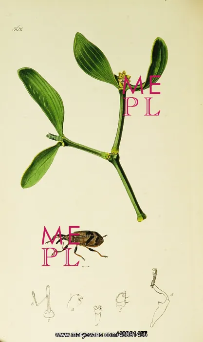  : Curtis British Entomology Plate 562
