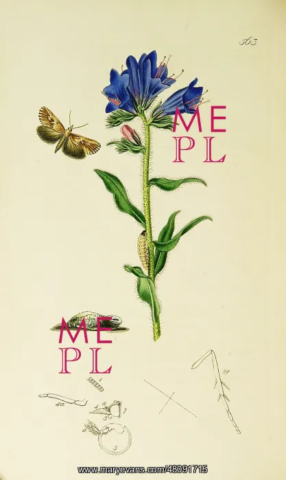 : Curtis British Entomology Plate 563 : Curtis British Entomology Plate 563