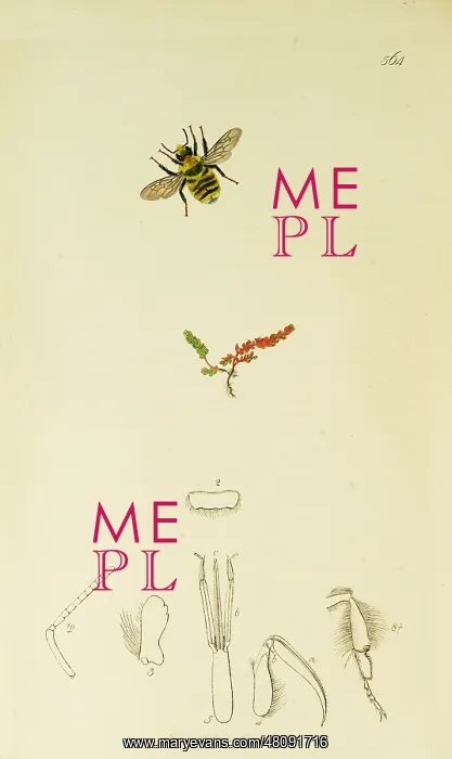: Curtis British Entomology Plate 564 : Curtis British Entomology Plate 564