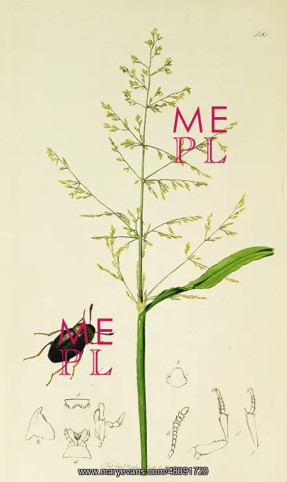 : Curtis British Entomology Plate 566 : Curtis British Entomology Plate 566