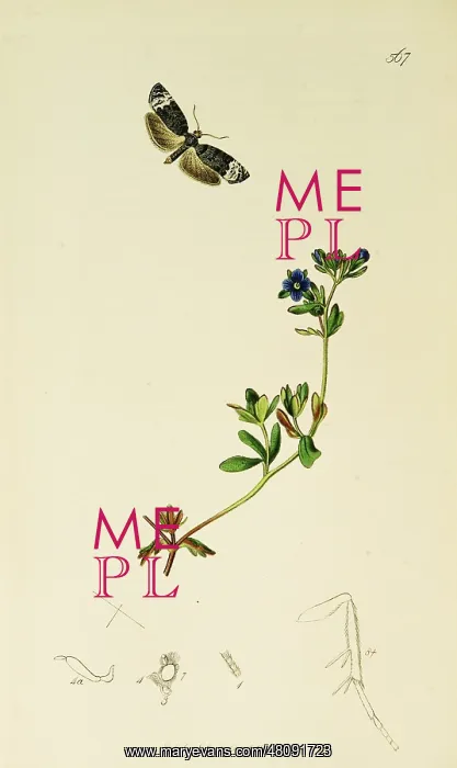 : Curtis British Entomology Plate 567 : Curtis British Entomology Plate 567