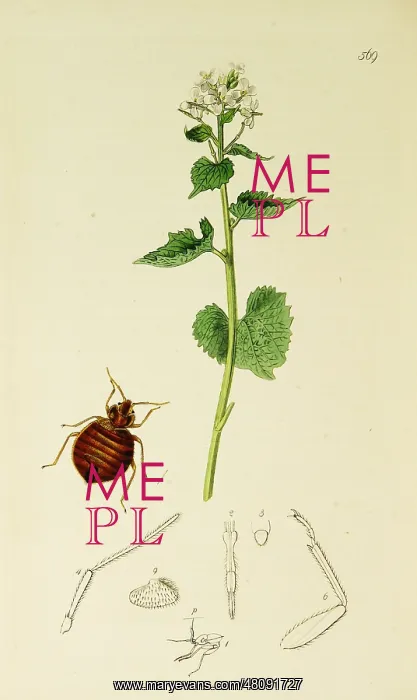  : Curtis British Entomology Plate 569