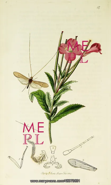 : Curtis British Entomology Plate 57 : Curtis British Entomology Plate 57
