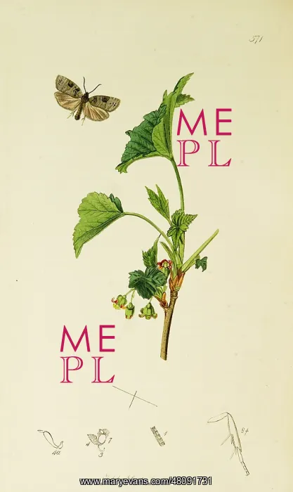 : Curtis British Entomology Plate 571 : Curtis British Entomology Plate 571