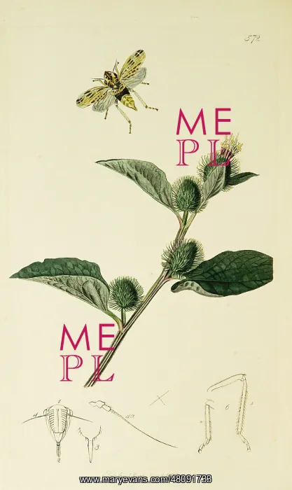: Curtis British Entomology Plate 572 : Curtis British Entomology Plate 572