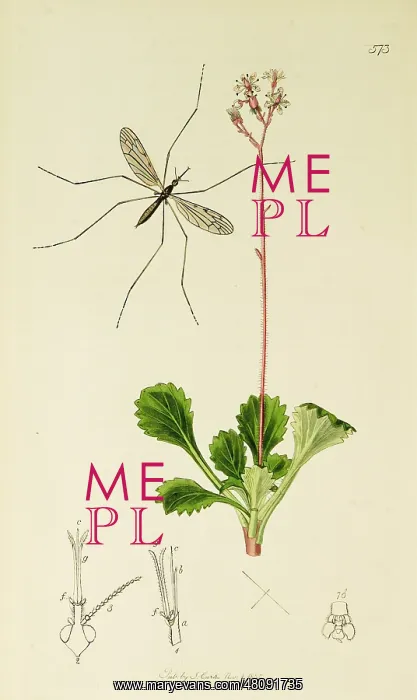 : Curtis British Entomology Plate 573 : Curtis British Entomology Plate 573