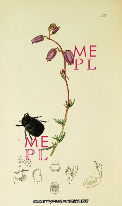  : Curtis British Entomology Plate 574
