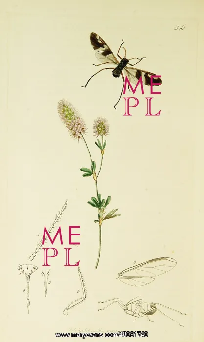 : Curtis British Entomology Plate 576 : Curtis British Entomology Plate 576