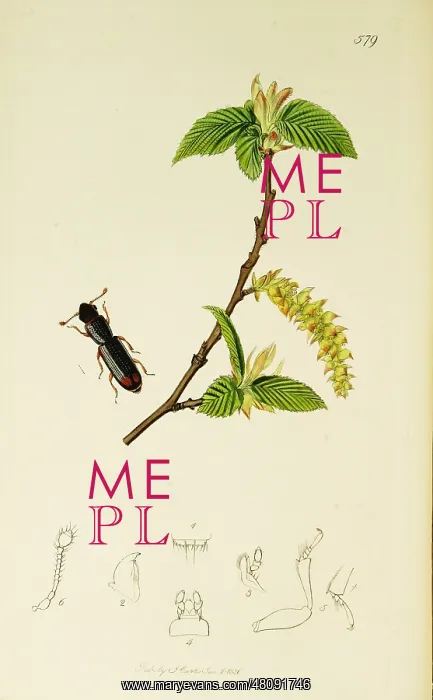 : Curtis British Entomology Plate 579 : Curtis British Entomology Plate 579