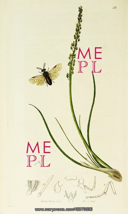  : Curtis British Entomology Plate 58