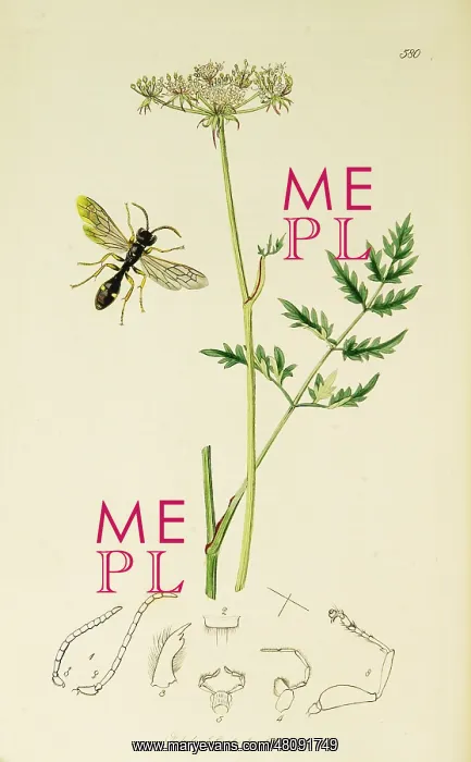  : Curtis British Entomology Plate 580