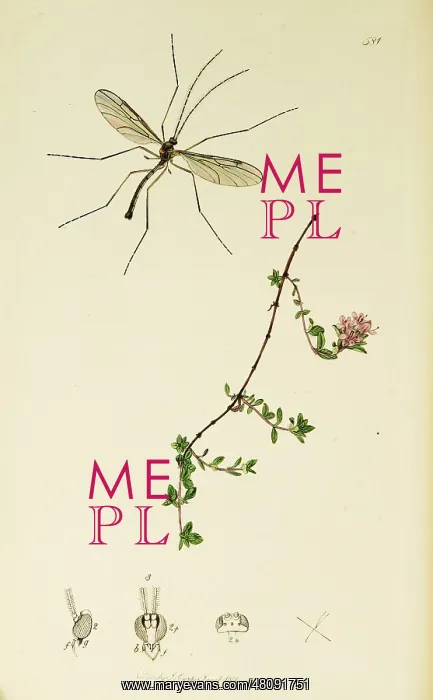 : Curtis British Entomology Plate 581 : Curtis British Entomology Plate 581