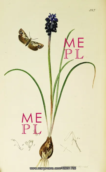 : Curtis British Entomology Plate 583 : Curtis British Entomology Plate 583