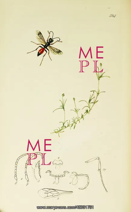 : Curtis British Entomology Plate 584 : Curtis British Entomology Plate 584