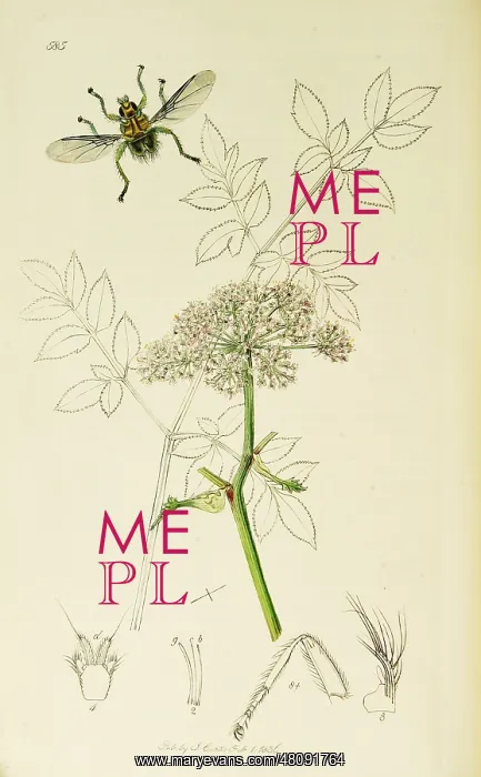  : Curtis British Entomology Plate 585