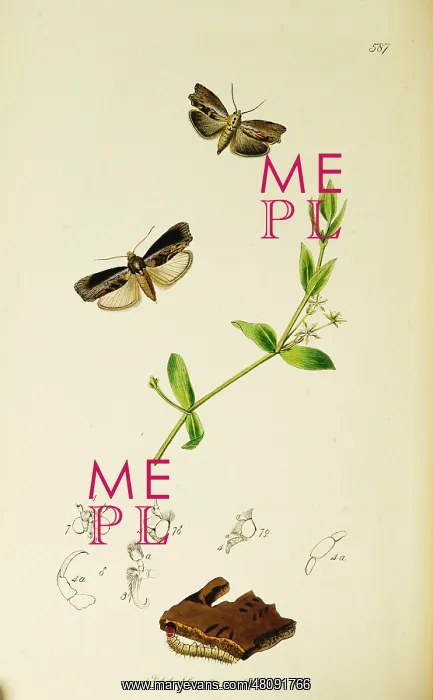 : Curtis British Entomology Plate 587 : Curtis British Entomology Plate 587