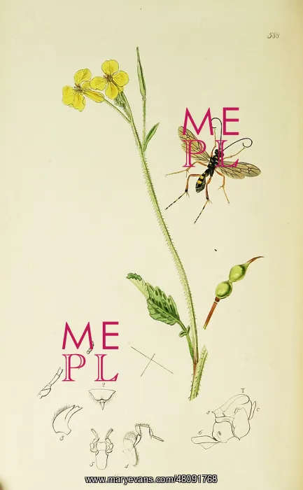 : Curtis British Entomology Plate 588 : Curtis British Entomology Plate 588