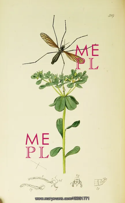 : Curtis British Entomology Plate 589 : Curtis British Entomology Plate 589