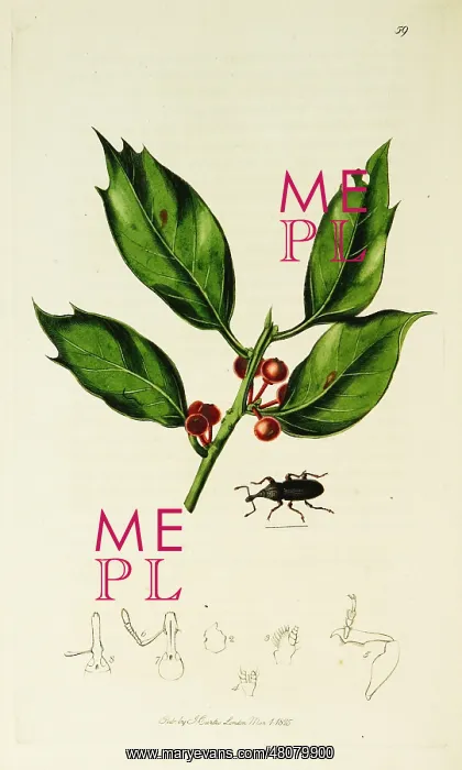  : Curtis British Entomology Plate 59