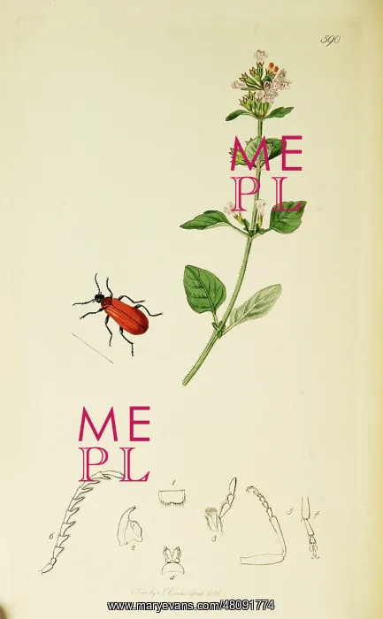 : Curtis British Entomology Plate 590 : Curtis British Entomology Plate 590