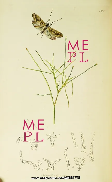 : Curtis British Entomology Plate 592 : Curtis British Entomology Plate 592