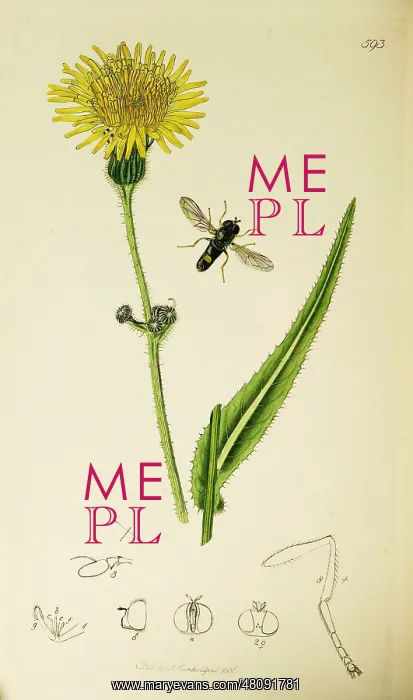 : Curtis British Entomology Plate 593 : Curtis British Entomology Plate 593