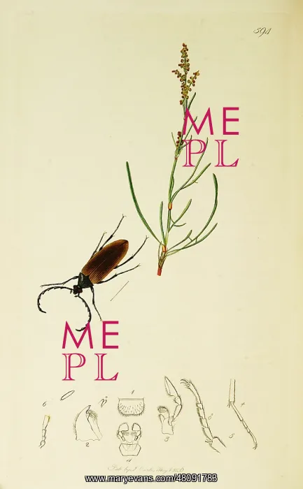 : Curtis British Entomology Plate 594 : Curtis British Entomology Plate 594