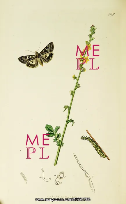  : Curtis British Entomology Plate 595