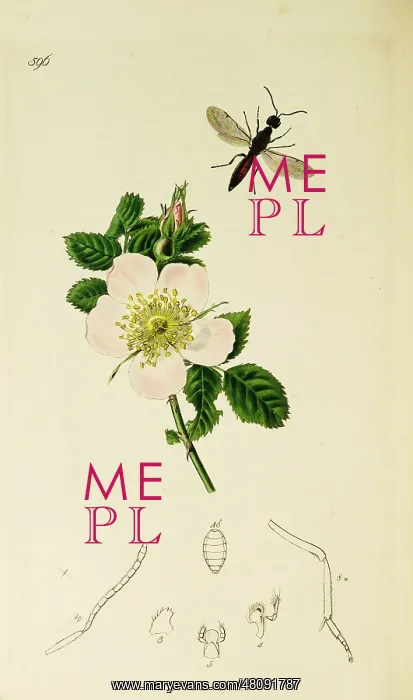 : Curtis British Entomology Plate 596 : Curtis British Entomology Plate 596