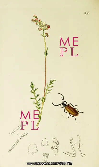  : Curtis British Entomology Plate 598