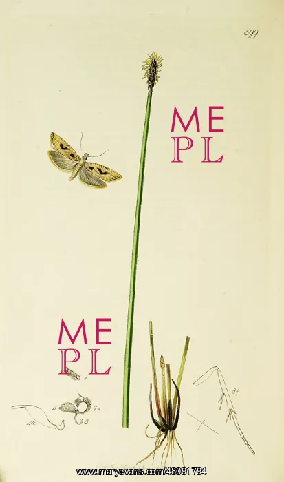 : Curtis British Entomology Plate 599 : Curtis British Entomology Plate 599