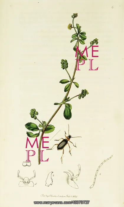 : Curtis British Entomology Plate 6 : Curtis British Entomology Plate 6