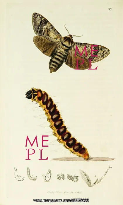 : Curtis British Entomology Plate 60 : Curtis British Entomology Plate 60