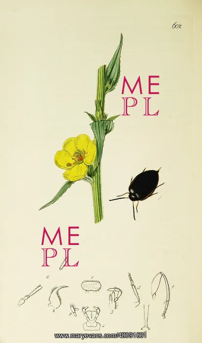 : Curtis British Entomology Plate 602 : Curtis British Entomology Plate 602