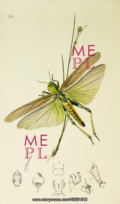 : Curtis British Entomology Plate 608 : Curtis British Entomology Plate 608