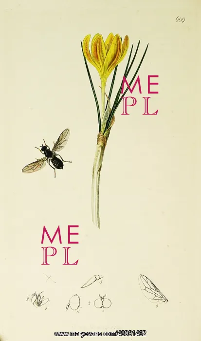 : Curtis British Entomology Plate 609 : Curtis British Entomology Plate 609