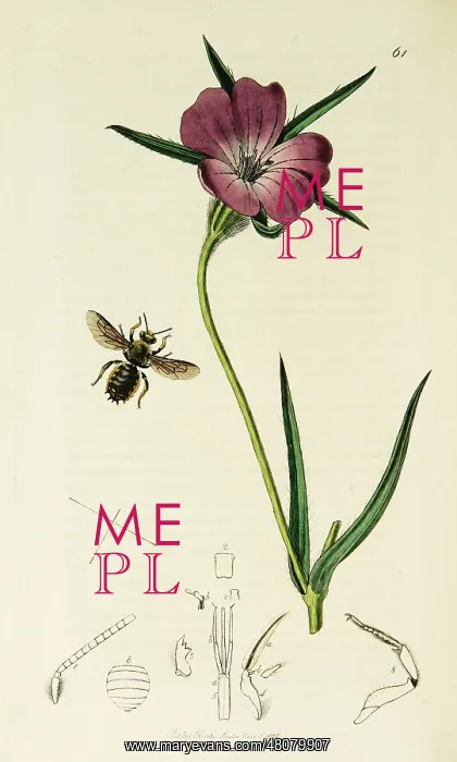: Curtis British Entomology Plate 61 : Curtis British Entomology Plate 61