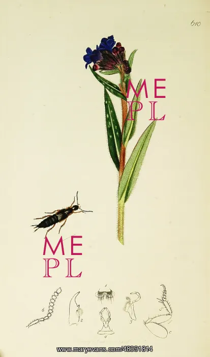: Curtis British Entomology Plate 610 : Curtis British Entomology Plate 610