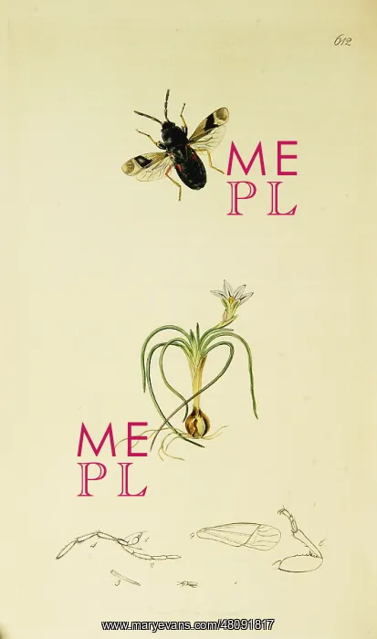 : Curtis British Entomology Plate 612 : Curtis British Entomology Plate 612