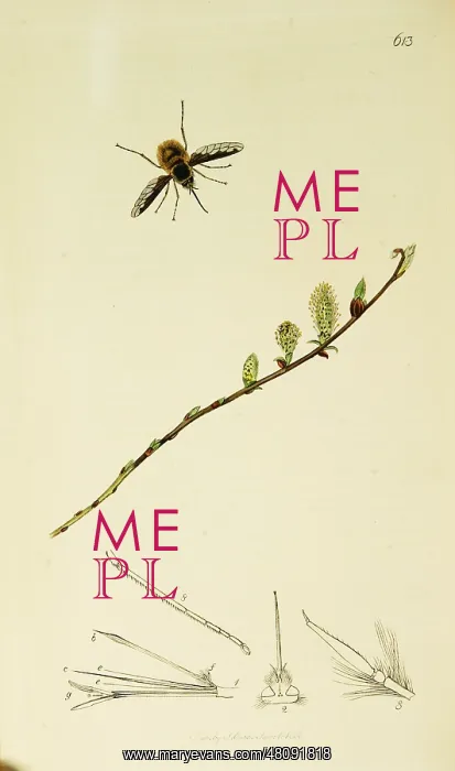 : Curtis British Entomology Plate 613 : Curtis British Entomology Plate 613