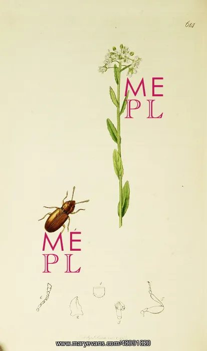 : Curtis British Entomology Plate 614 : Curtis British Entomology Plate 614