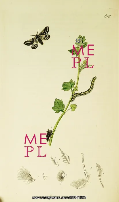 : Curtis British Entomology Plate 615