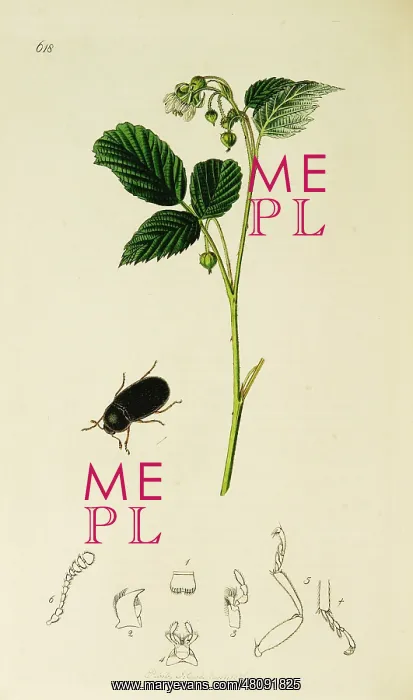 : Curtis British Entomology Plate 618 : Curtis British Entomology Plate 618