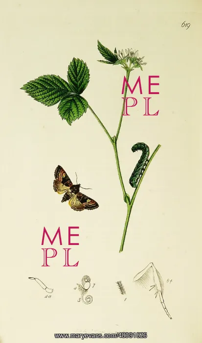 : Curtis British Entomology Plate 619 : Curtis British Entomology Plate 619