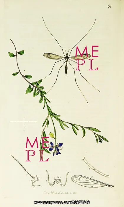 : Curtis British Entomology Plate 62 : Curtis British Entomology Plate 62
