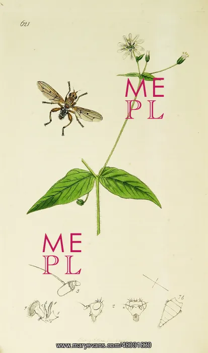 : Curtis British Entomology Plate 621 : Curtis British Entomology Plate 621