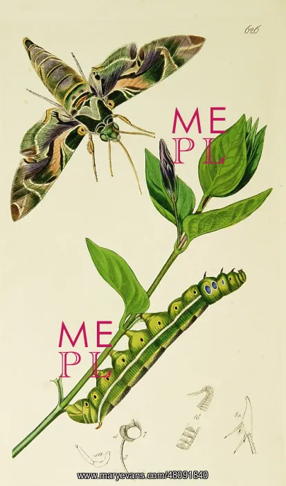  : Curtis British Entomology Plate 626